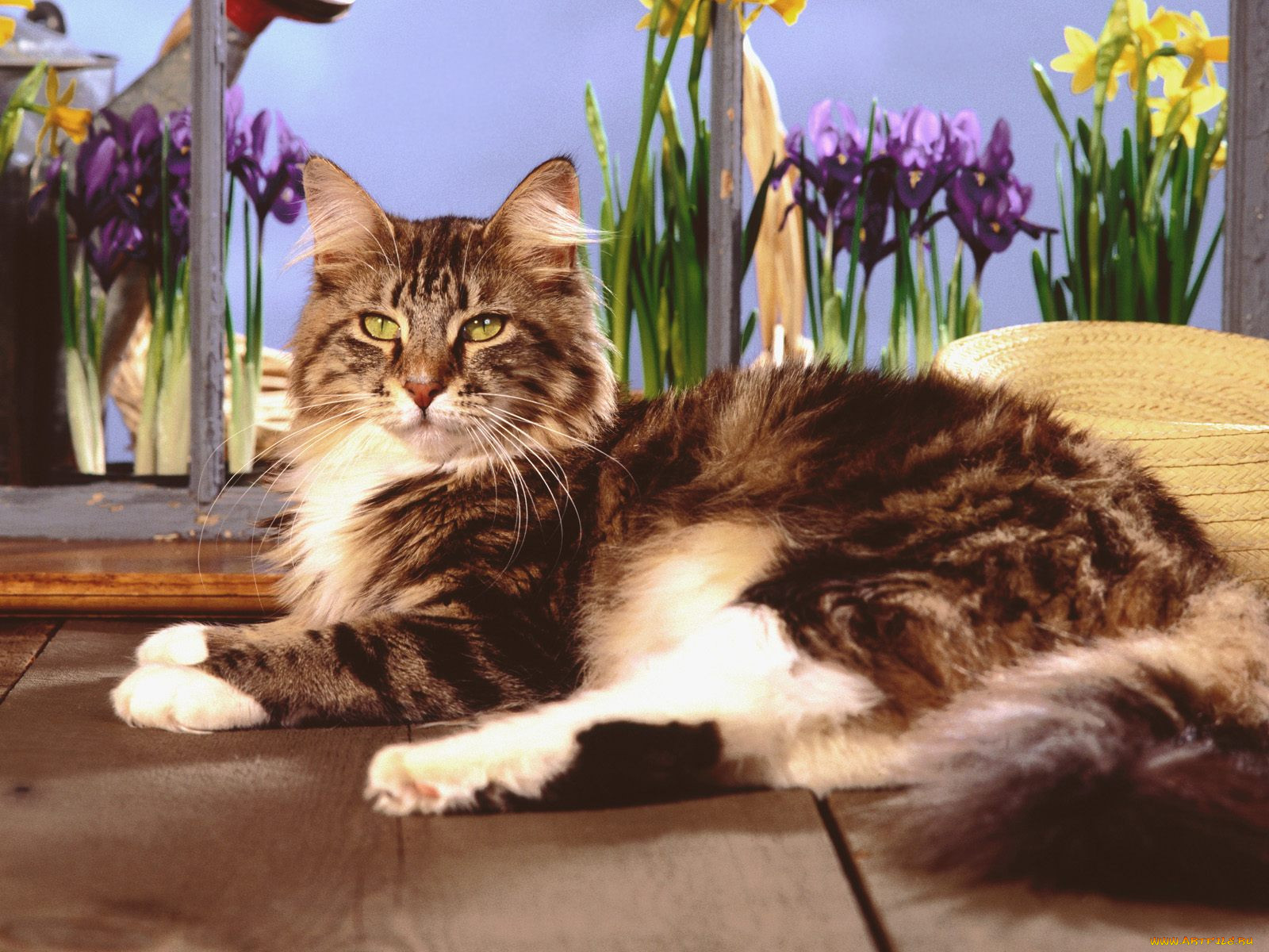 gardening, through, windows, maine, coon, , 
